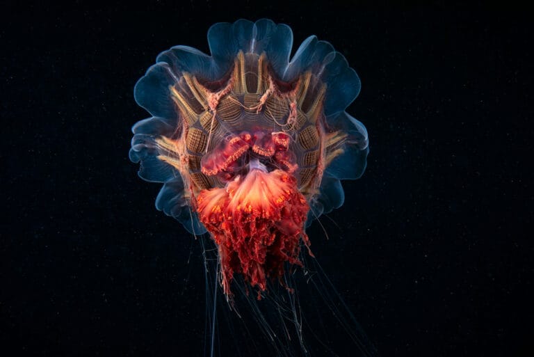 Illuminated, Lion's Mane, Jellyfish, In, Ocean