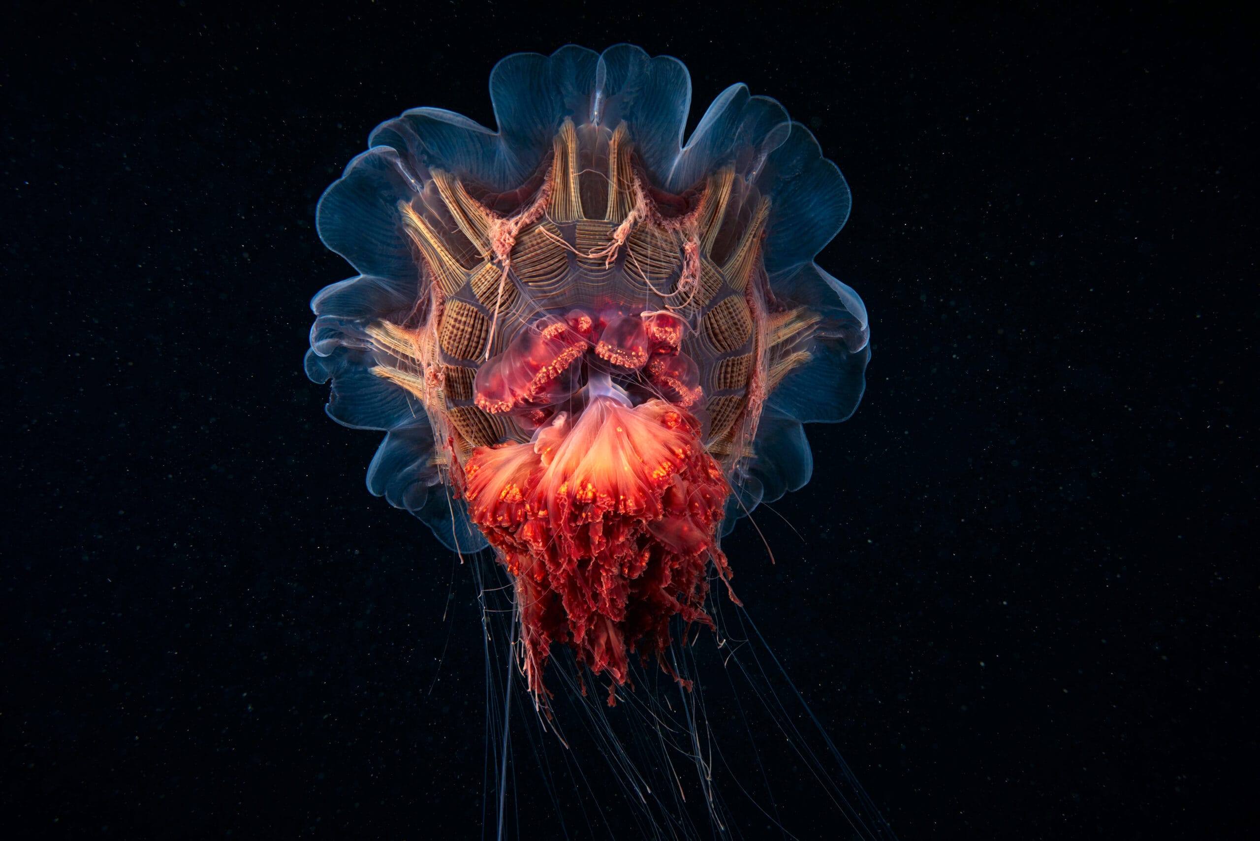 Illuminated, Lion's Mane, Jellyfish, In, Ocean